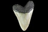 Bargain, Fossil Megalodon Tooth - North Carolina #124913-1